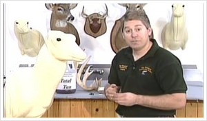 Intro to Deer Taxidermy