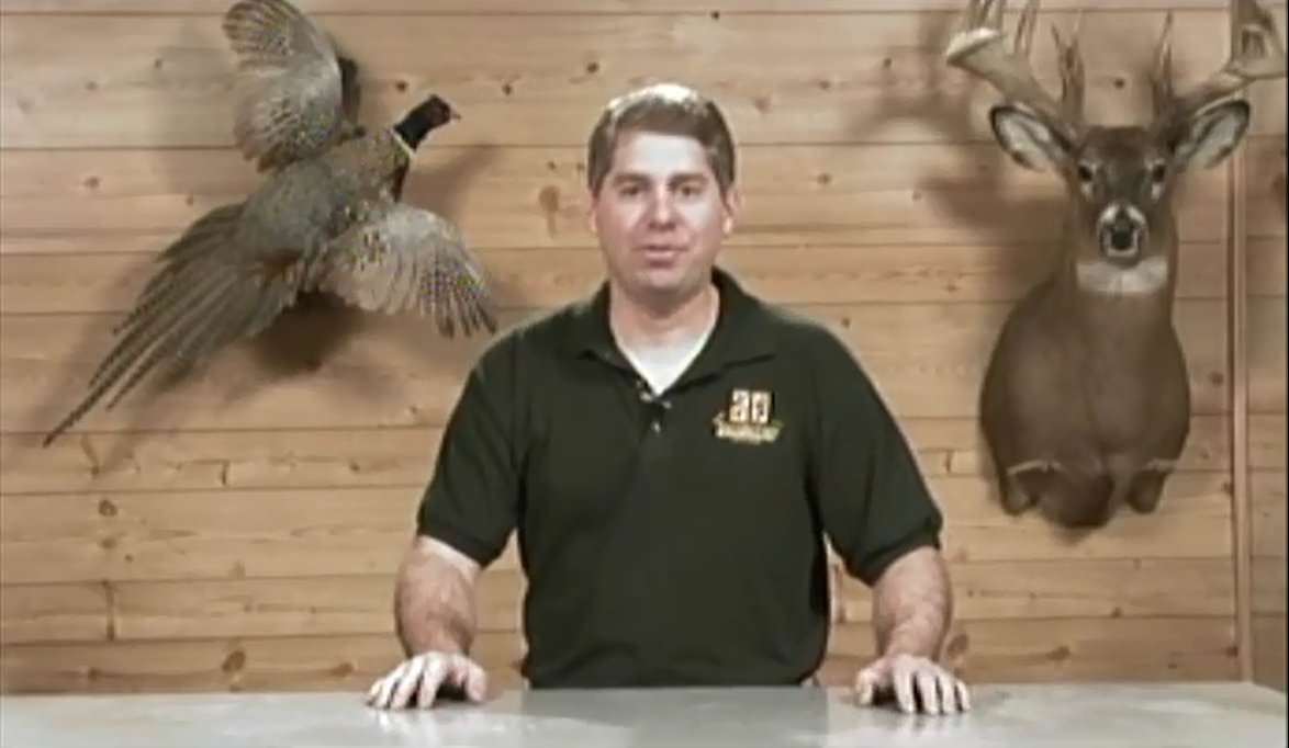 In studio pheasant taxidermy introductory