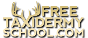 Free Taxidermy School