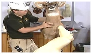 Free Online Whitetail Deer Taxidermy Video Instruction | Free Taxidermy