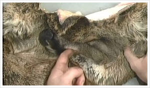 Skinning Face and Antler removal