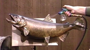 King Salmon Spawning 'Dark' Phase