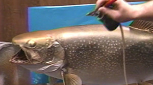 Lake Trout Airbrush