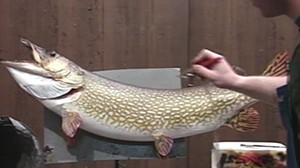 Northern Pike 