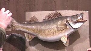 Walleye Master Series