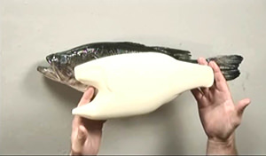 Measuring your fish